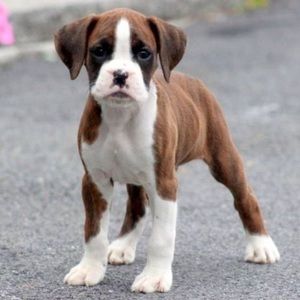 Meet your Posher, Hugo